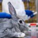 EDMQ Replaces Rabbit Pyrogen Test With In Vitro Methods