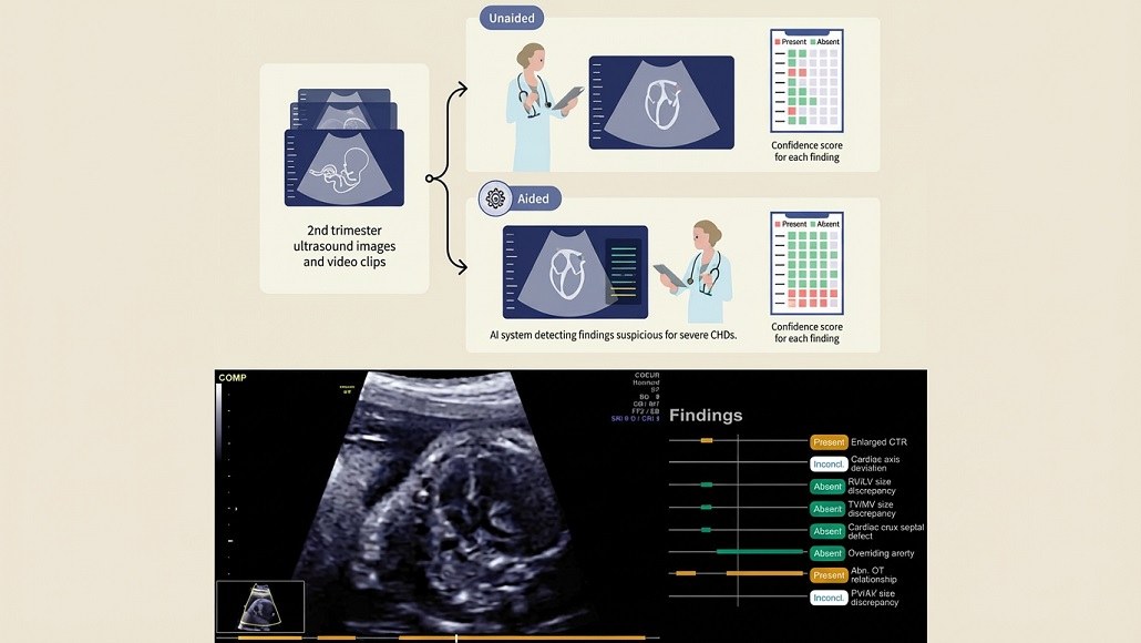 AI assisted fetal screening