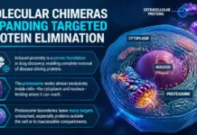 Molecular Chimeras Expanding Targeted Protein Elimination Molecular Chimeras Expanding Targeted Protein Elimination