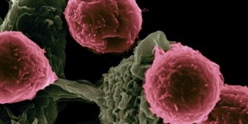 FDA Approves Eli Lilly Precision Oncology Treatment for Certain Lung and Thyroid Cancers