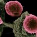 FDA Approves Eli Lilly Precision Oncology Treatment for Certain Lung and Thyroid Cancers
