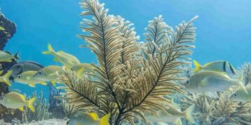 Scientists Uncover Sea Corals That Can Help Fight Cancer