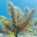 Scientists Uncover Sea Corals That Can Help Fight Cancer
